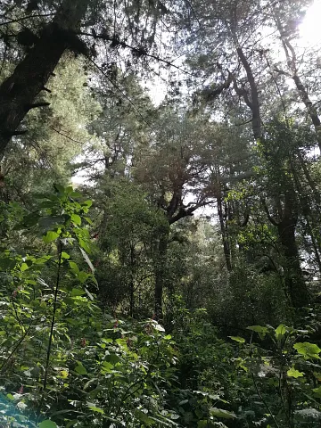 Bevarer skogen og skaper arbeidsplasser